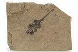 Miocene Fossil Fruit - Nebraska #262281-1